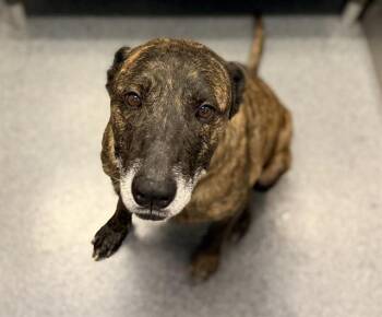 Mixed Breed Dogs Available for Adoption in Dallas, Texas - GAIA | PetCurious