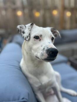 Dalmatian Dogs Available for Adoption in Berlin, New Jersey - Olive | PetCurious