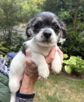Button -  Shih Tzu and Poodle Dog for Adoption in Puyallup, Washington - Button | PetCurious