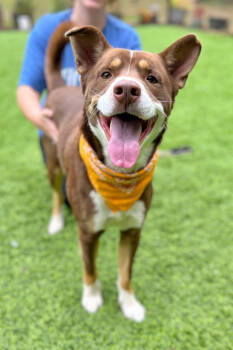 Rescue Australian Kelpie and Mixed Breed Dogs for Adoption in Ellijay, Georgia - Oconnor | PetCurious