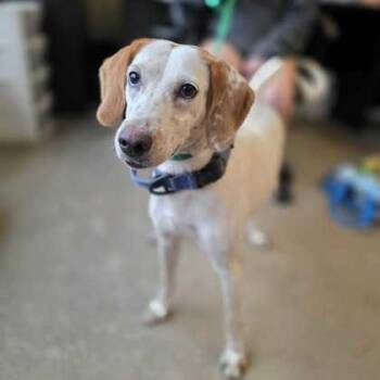 FRUIT LOOPS -  Hound Dog for Adoption in Fernandina Beach, Florida - FRUIT LOOPS | PetCurious