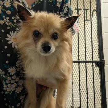 Chewy -  Chihuahua Dog for Adoption in Spokane Valley, Washington - Chewy | PetCurious