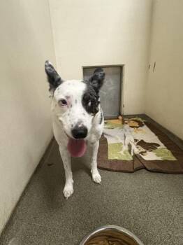 Dani -  Australian Cattle Dog Blue Heeler and Australian Shepherd Dog for Adoption in Vancouver, Washington - Dani | PetCurious