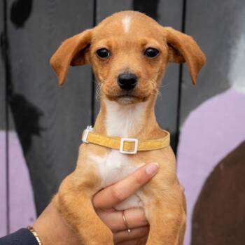 Dachshund Dogs Available for Adoption in Madison, Wisconsin - Bozo | PetCurious