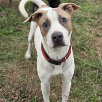 Labrador Retriever and Pit Bull Terrier Dogs Available for Adoption in Cumming, Georgia - Tank | PetCurious