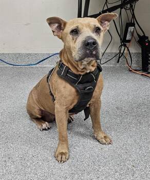 Rescue Pit Bull Terrier and Mixed Breed Dogs for Adoption in Pasadena, Texas - A181368 | PetCurious