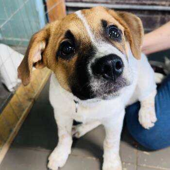 Arlo -  Hound and Mixed Breed Dog for Adoption in Marion, Illinois - Arlo | PetCurious