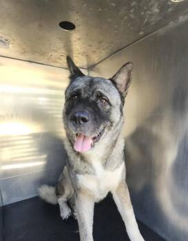 CHARLIE K -  Akita Dog for Adoption in San Antonio, Texas - CHARLIE K | PetCurious