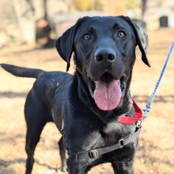 Labrador Retriever and Mixed Breed Dogs Available for Adoption in Falls Church, Virginia - Ozzy | PetCurious