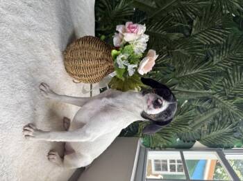 Rescue Mixed Breed Dogs for Adoption in Richmond, Virginia - Camelia | PetCurious