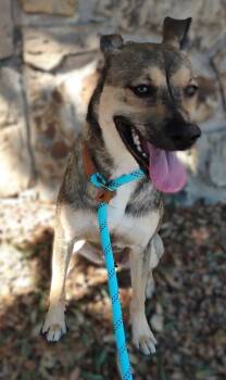 Rescue Black Mouth Cur and Mixed Breed Dogs for Adoption in Fort Worth, Texas - Reeses Puppycups | PetCurious