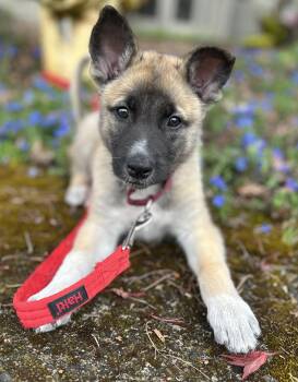 Chihuahua and Australian Shepherd Dogs Available for Adoption in Portland, Oregon - Copper | PetCurious