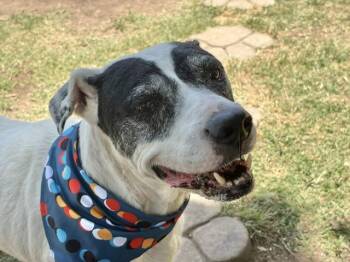 Australian Cattle Dog Blue Heeler and Mixed Breed Dogs Available for Adoption in Tulsa, Oklahoma - PO | PetCurious