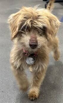 MATER -  Border Terrier and Mixed Breed Dog for Adoption - MATER | PetCurious