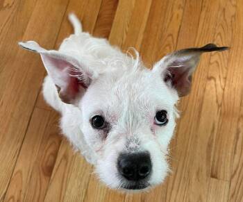 Pit Bull Terrier Dogs Available for Adoption in Clay, New York - Gigi | PetCurious