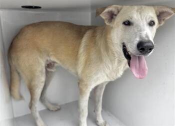 Carolina Dog Dogs Available for Adoption in Houston, Texas - A655813 | PetCurious