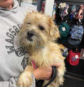Rescue Cairn Terrier and Chihuahua Dogs for Adoption in Plainfield, Illinois - Winter ~ New Arrival | PetCurious