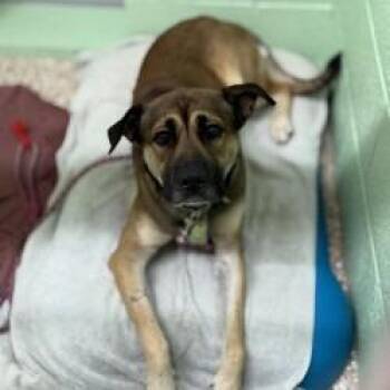 Duke -  Shepherd and Mixed Breed Dog for Adoption in Bullhead City, Arizona - Duke | PetCurious