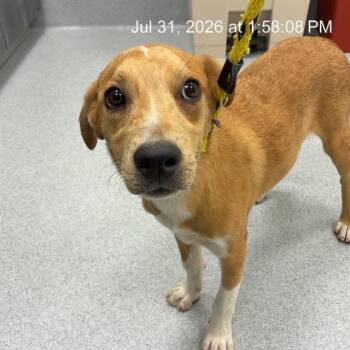 A386827 -  German Shepherd Dog Dog for Adoption in Ocala, Florida - A386827 | PetCurious