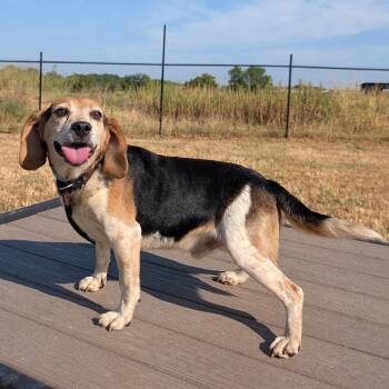 Barney -  Beagle and Mixed Breed Dog for Adoption in Nowata, Oklahoma - Barney | PetCurious