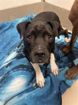 Mochi -  Pit Bull Terrier Dog for Adoption in Austin, Texas - Mochi | PetCurious