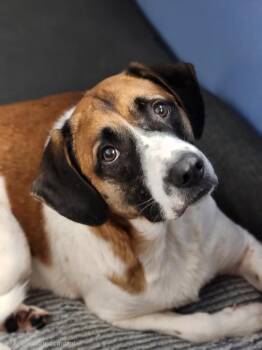 Cassidy -  Hound Dog for Adoption - Cassidy | PetCurious