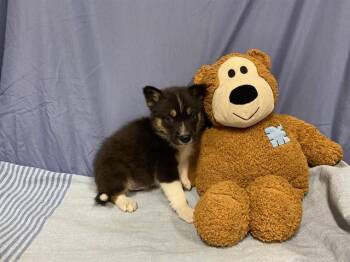 Australian Shepherd and Mixed Breed Dogs Available for Adoption - A608726 | PetCurious