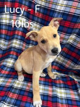 Pit Bull Terrier and Labrador Retriever Dogs Available for Adoption - Lucy | PetCurious