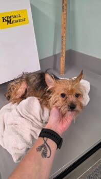 George -  Terrier Dog for Adoption in Athens, Tennessee - George | PetCurious