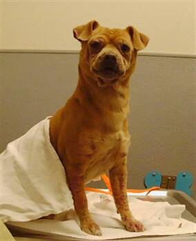 Rescue Chihuahua Dogs for Adoption in Las Vegas, Nevada - TOASTER | PetCurious