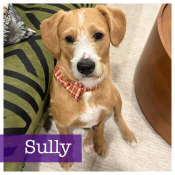 Rescue Wirehaired Terrier and Labrador Retriever Dogs for Adoption in Cumming, Georgia - Sully | PetCurious