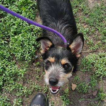 Terrier Dogs Available for Adoption in Williston, Vermont - Bear | PetCurious