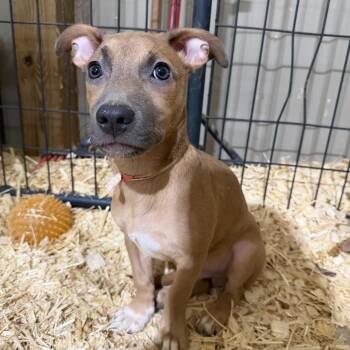 Brock -  Mixed Breed and Jack Russell Terrier Dog for Adoption in Seguin, Texas - Brock | PetCurious