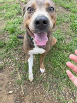 Terrier Dogs Available for Adoption in Conway, Arkansas - Pecan | PetCurious