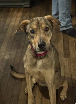 Labrador Retriever Dogs Available for Adoption in Houston, Texas - Luna : Ms. Perfect | PetCurious