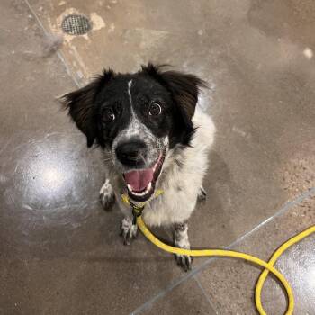 Hugger -  Australian Cattle Dog Blue Heeler Dog for Adoption in Washburn, Missouri - Hugger | PetCurious