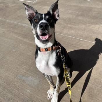 American Staffordshire Terrier and German Shepherd Dog Dogs Available for Adoption in Las Vegas, Nevada - Spring 53185 | PetCurious