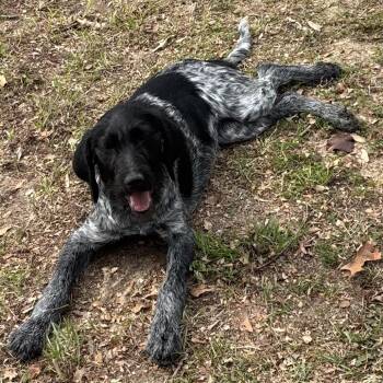 Mixed Breed Dogs Available for Adoption - Duchess | PetCurious