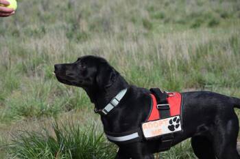 Labrador Retriever and Hound Dogs Available for Adoption in Salmon, Idaho - Lyla | PetCurious