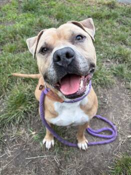 Taco -  Pit Bull Terrier Dog for Adoption in Chicago, Illinois - Taco | PetCurious