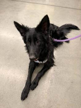 Shadow -  Belgian Groenendael Dog for Adoption in San Jacinto, California - Shadow | PetCurious