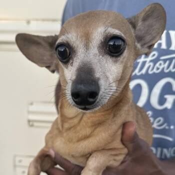 Tonto - Local November 6-8 -  Dachshund Dog for Adoption in Brookshire, Texas - Tonto - Local November 6-8 | PetCurious