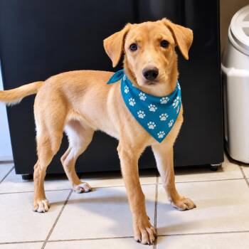 Sputnik -  Labrador Retriever and Mixed Breed Dog for Adoption in Houston, Texas - Sputnik | PetCurious