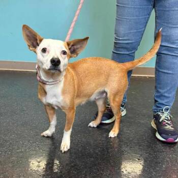 Sugar -  Chihuahua and Mixed Breed Dog Available for Adoption - Sugar | PetCurious