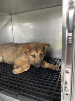 MESSI -  Mixed Breed Dog for Adoption in Dallas, Texas - MESSI | PetCurious