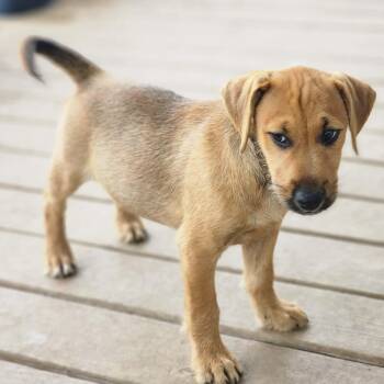 Standard Schnauzer Dogs Available for Adoption - Doug | PetCurious