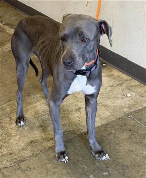 Pit Bull Terrier Dogs Available for Adoption in Ontario, California - MABEL | PetCurious