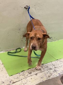 BENJAMIN -  Staffordshire Bull Terrier and Mixed Breed Dog for Adoption in Houston, Texas - BENJAMIN | PetCurious