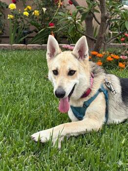 Lucy -  German Shepherd Dog and Husky Dog for Adoption in Burbank, California - Lucy | PetCurious
