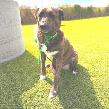 Kia -  Mixed Breed Dog for Adoption in Idaho Falls, Idaho - Kia | PetCurious
